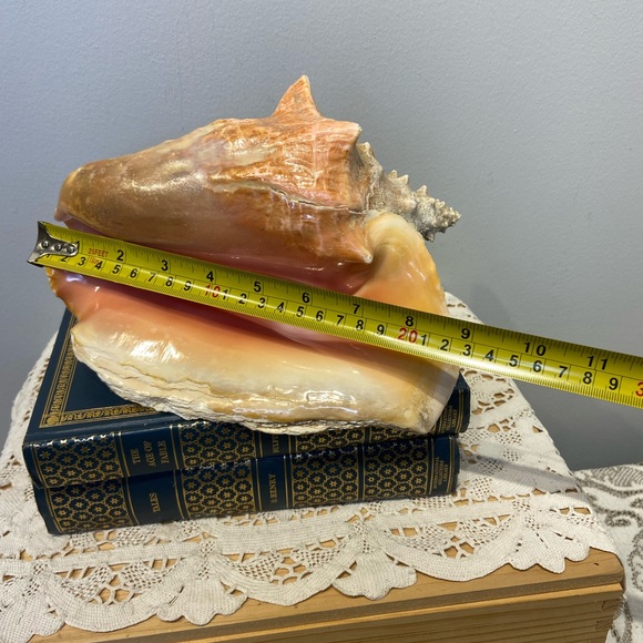 Large Natural Pink Conch Shell Seashell - Picture 7 of 8